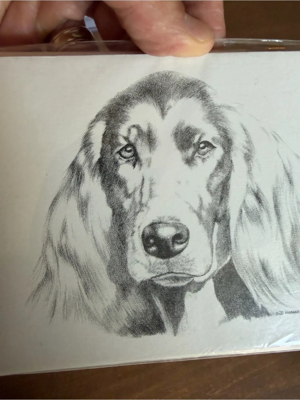 Irish Setter Dog Note Cards (8) Fine Art Drawing